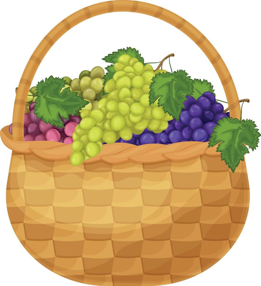 Grape. Image of grapes in a basket. Green and purple grapes in a basket. Bunches of grapes. Vegetarian products. Vector illustration