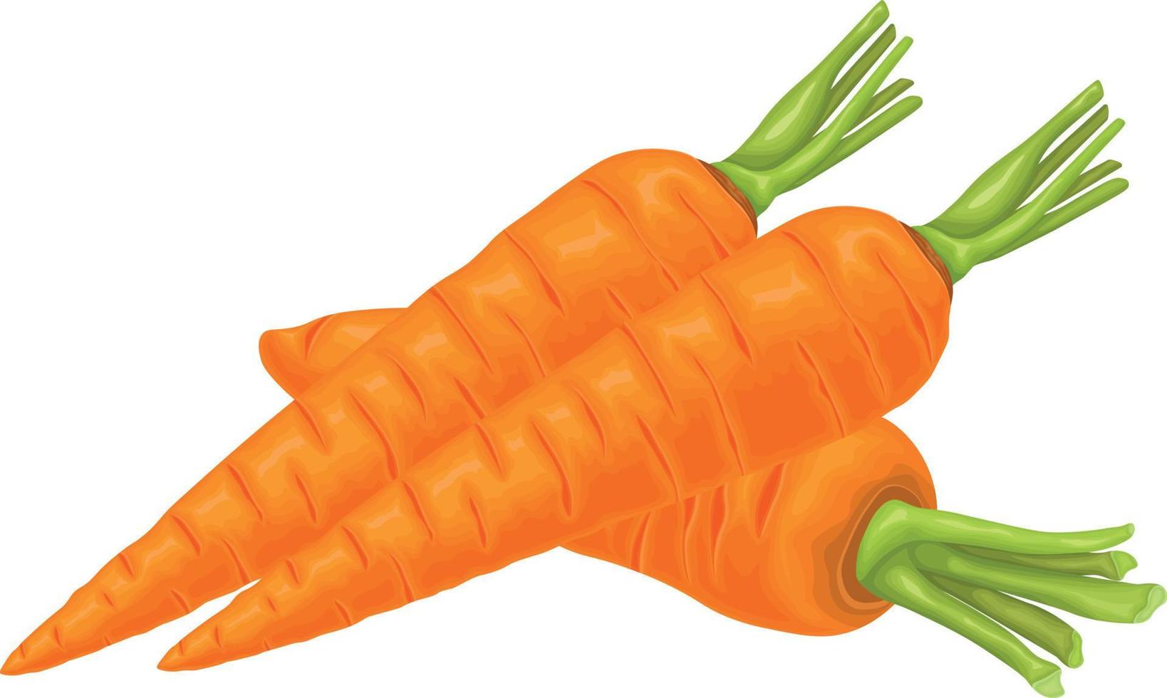 Carrot. Image of a ripe carrot. Vitamin vegetable. Organic food. Orange carrots. Vector illustration isolated on a white background