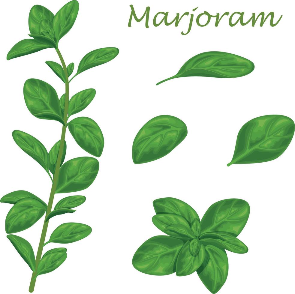 Marjoram. Green marjoram leaves and a sprig of marjoram. A spicy