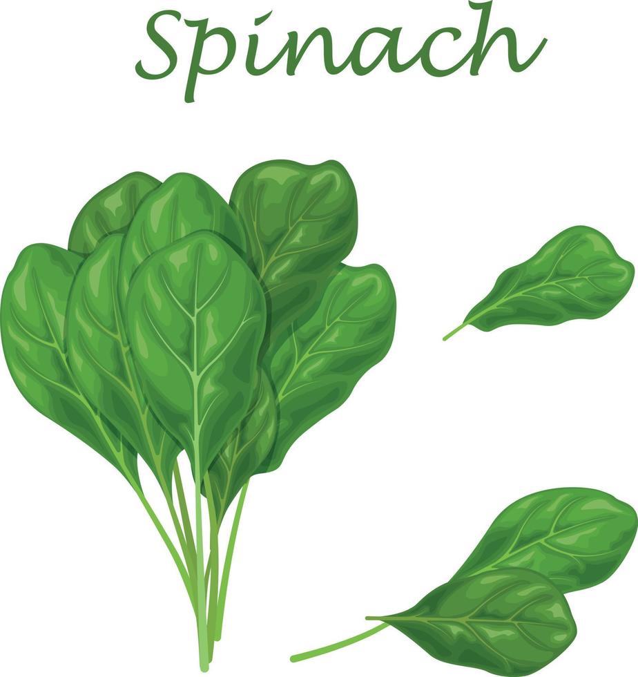 espinaca. imagen de hojas de espinacas verdes, para ensalada y para cocinar. ilustración vectorial aislada en un fondo blanco vector