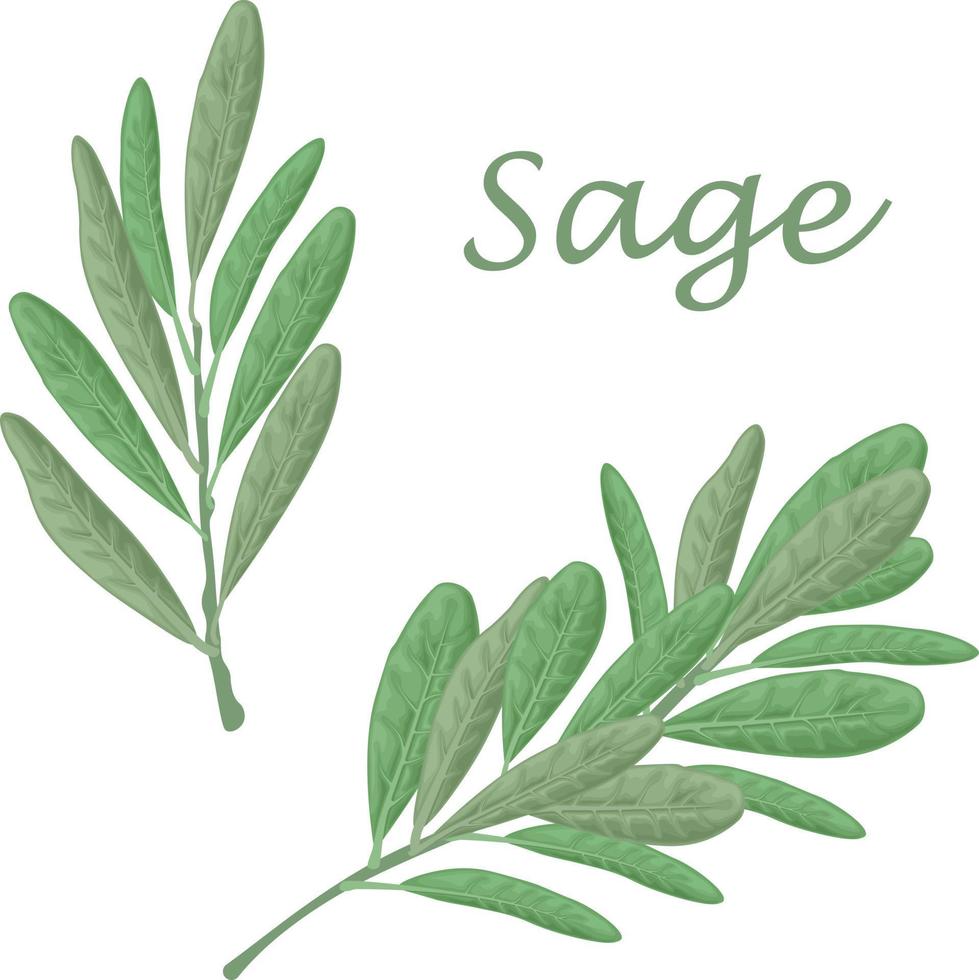 Sage.Green sage leaves. A spicy medicinal herb for seasoning. Vector illustration isolated on a white background