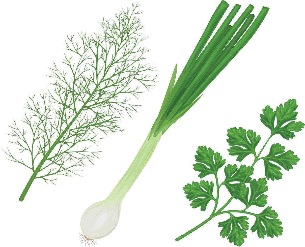 Spicy herbs from the garden. A set of medicinal herbs, such as parsley, onion and dill. Collecting vegetables and herbs. Vector