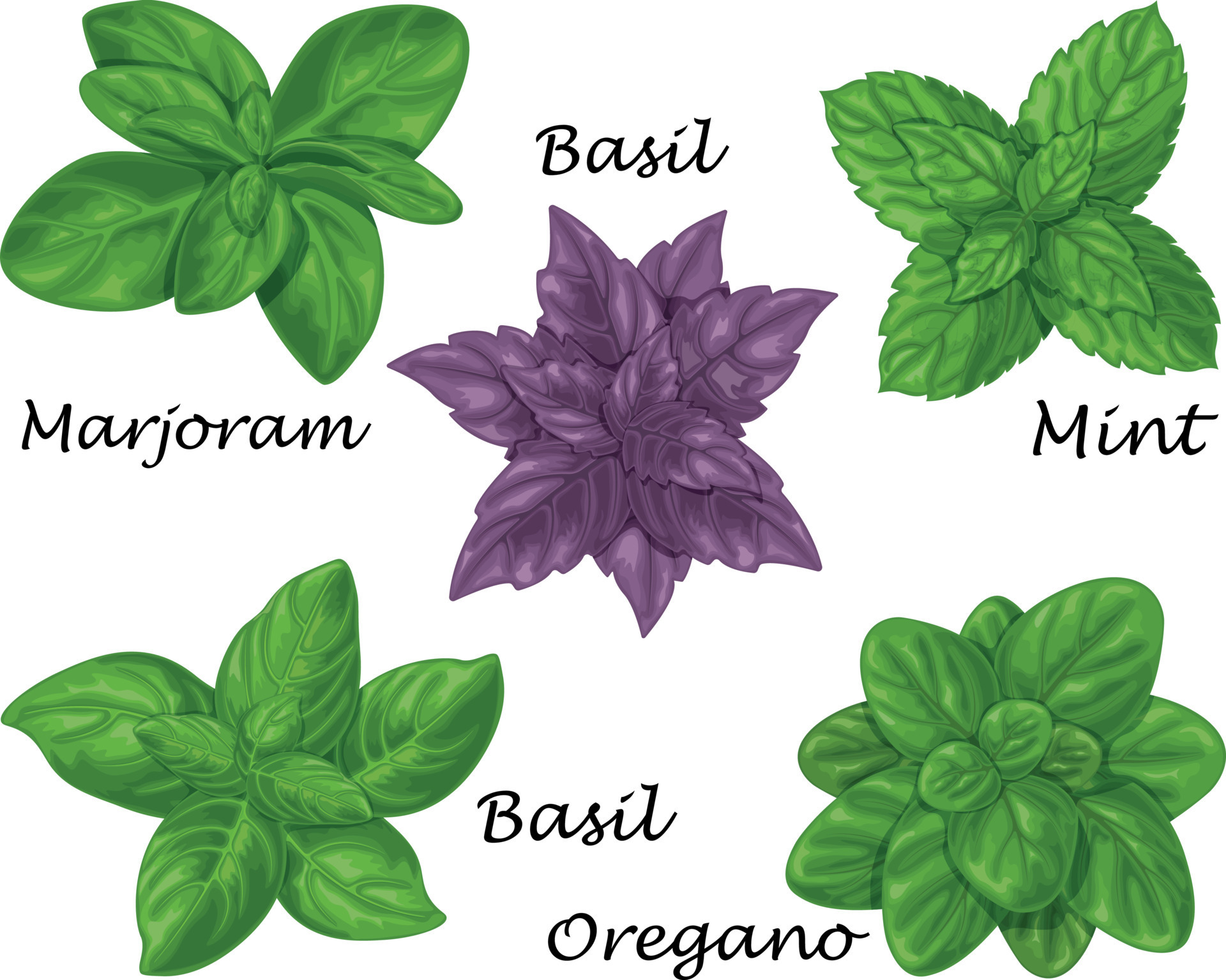 Spicy herbs. A set of spicy herbs such as basil, marjoram, mint and