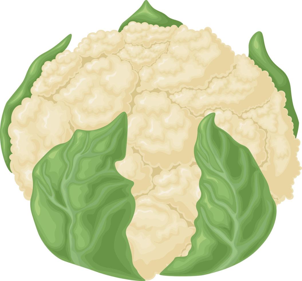 Cauliflower. Image of cauliflower. Fresh ripe cauliflower. Organic products from the garden. Vitamin product, vector illustration isolated on a white background