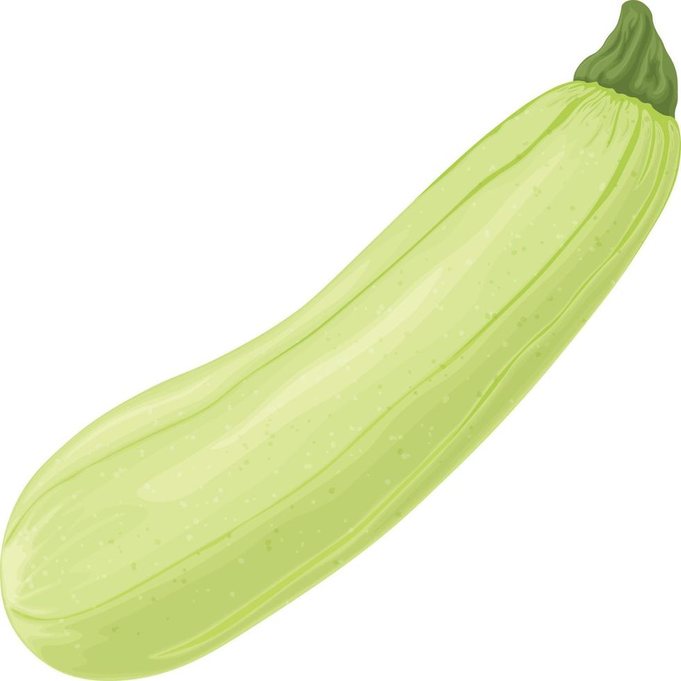 Zucchini. Image of a squash. Vegetarian vegetable from the garden. Farm vegetables. Vector illustration isolated on a white background.