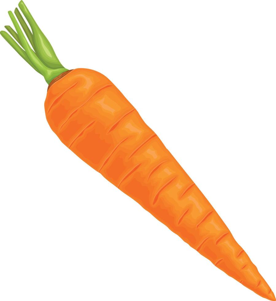 zanahoria. imagen de una zanahoria madura. vitamina vegetal. alimentos orgánicos. zanahorias naranjas. ilustración vectorial aislada en un fondo blanco vector