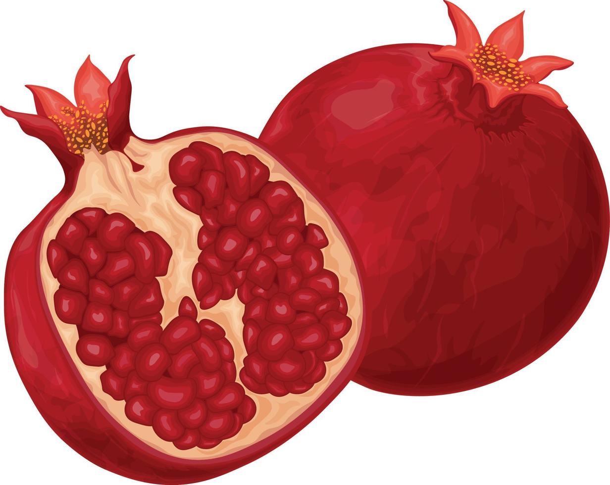 Pomegranate. Image of a ripe pomegranate. Fresh fruit. Unpeeled pomegranate. Vector illustration isolated on a white background