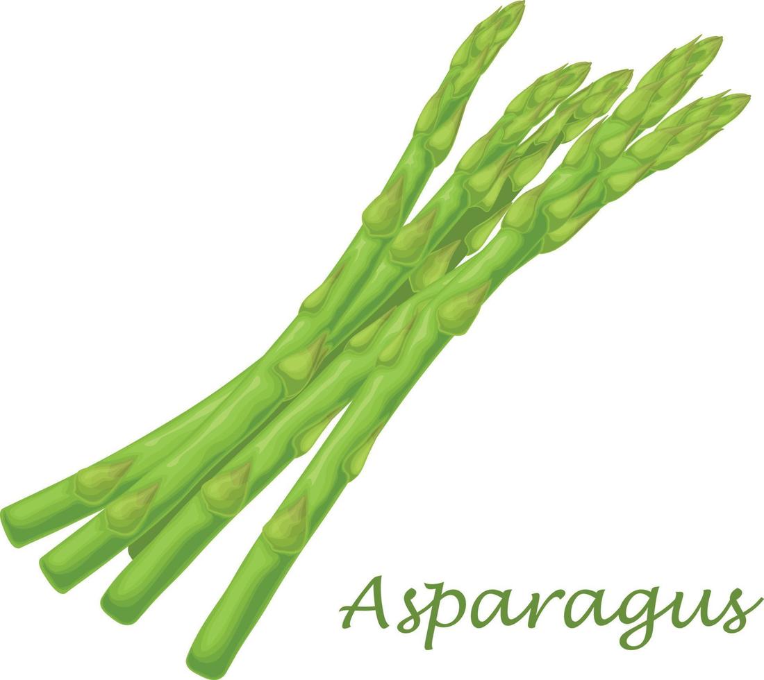 Asparagus. Image of asparagus twigs. Fresh vitamin vegetables. Vegetarian organic product. Fresh asparagus. Vector illustration isolated on a white background