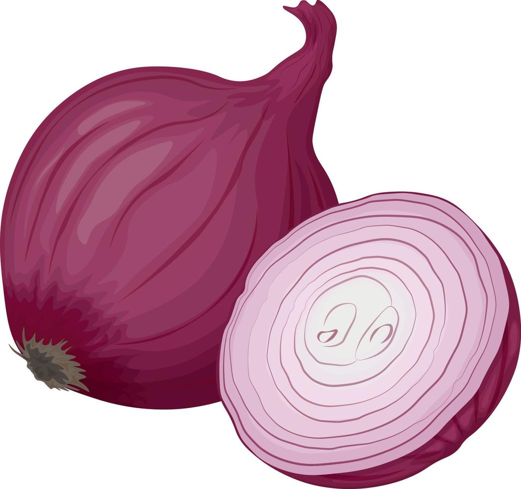 cabeza de cebolla roja sin pelar. vegano, comida vegetariana. un ingrediente para cocinar. vegetal rojo bulboso. un remedio curativo natural. ilustración vectorial de un arco resaltado en un fondo blanco vector