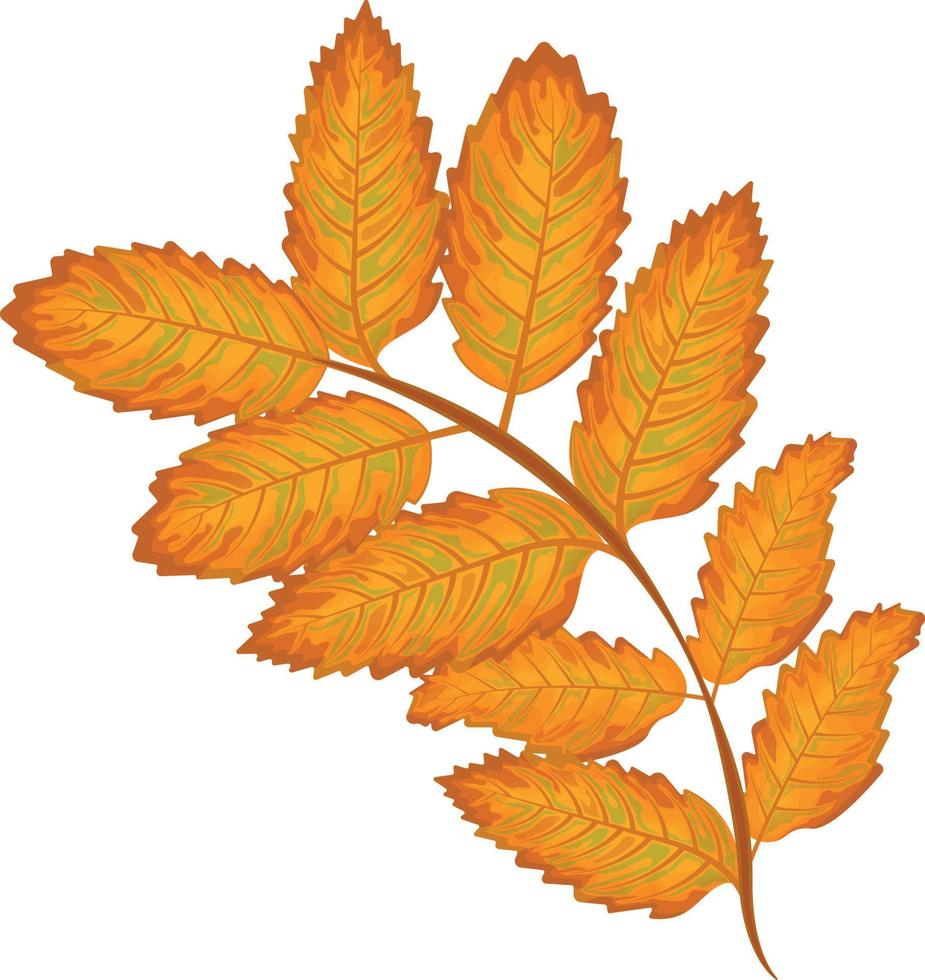 Rowan leaf . Yellow autumn leaf of mountain ash. Rowan leaf. Autumn vector illustration isolated on a white background