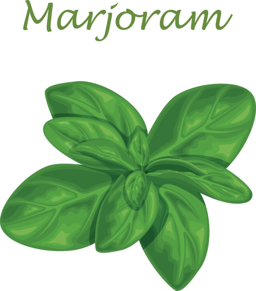 Marjoram. Green marjoram leaves and a sprig of marjoram. A spicy, medicinal herb for seasoning. Vector illustration isolated on a white background