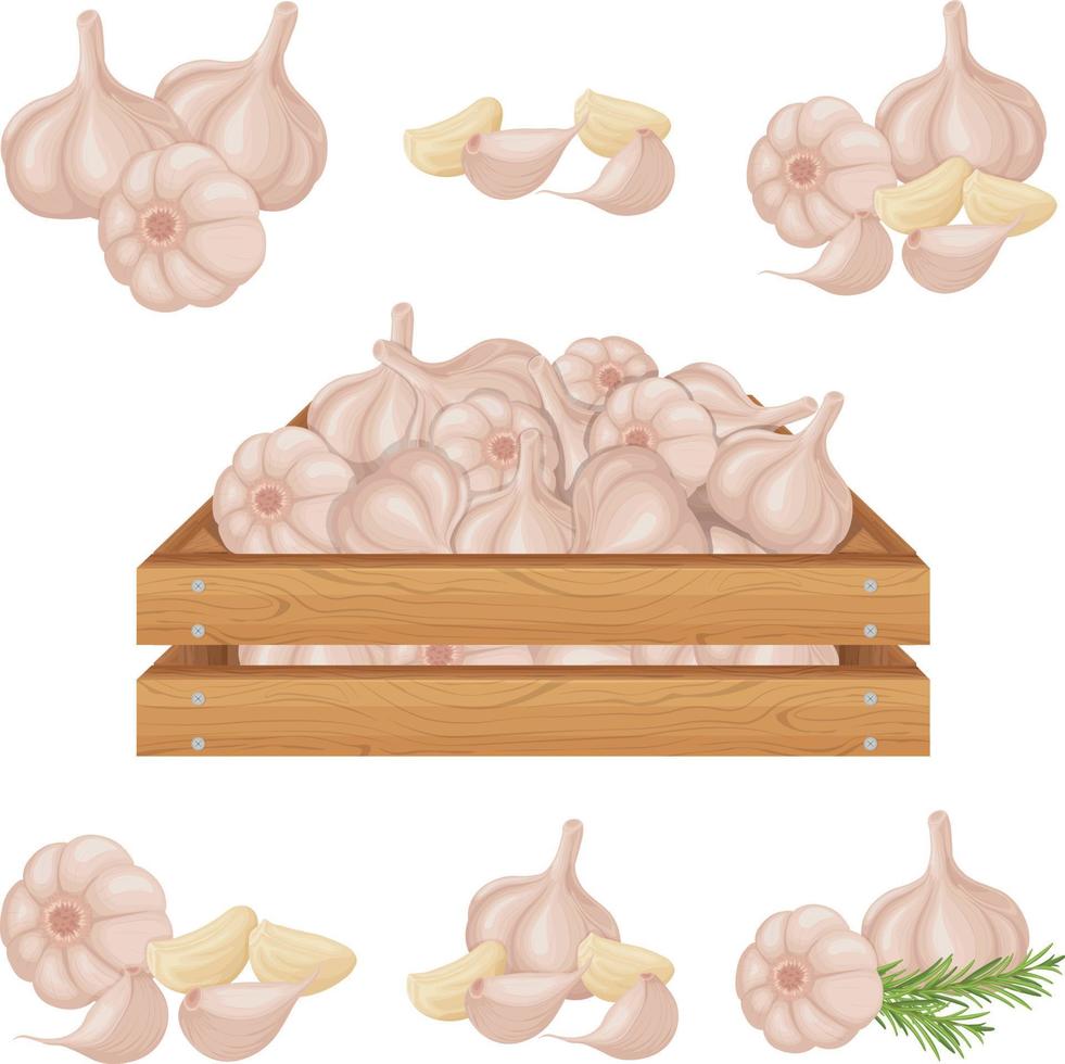 Garlic. Garlic in a wooden box. Wooden box with ripe garlic. Image of garlic heads. Vitamin vegetables from the garden. Vector illustration