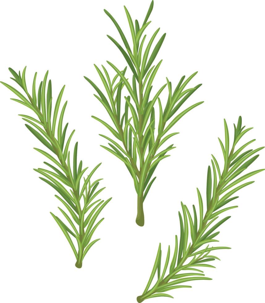 Romero. una ramita verde de romero. planta medicinal. planta aromática para condimentar. ilustración vectorial aislada en un fondo blanco vector