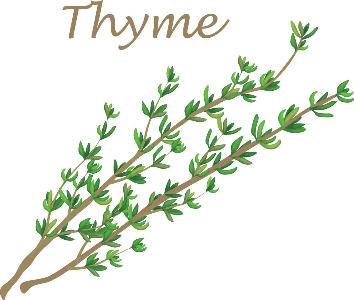 Thyme. Image of thyme twigs with green leaves. A spicy medicinal plant. A plant for seasoning and cooking. Vector illustration