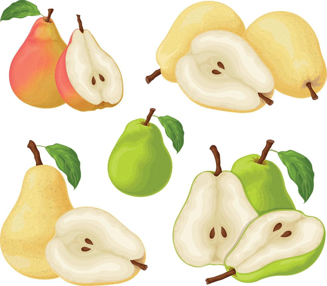 Pears. Set with pears. Chopped and whole pears. Ripe fruit from the tree. Vegetarian products. Organic food. Vector illustration isolated on a white background