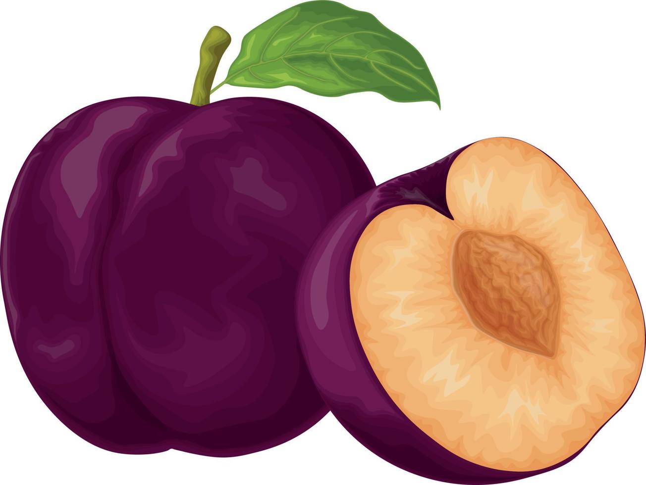 Plum. Ripe purple plum. Fresh sweet plum. Ripe juicy plum berry in the section. Vegetarian organic product. Vector illustration isolated on a white background