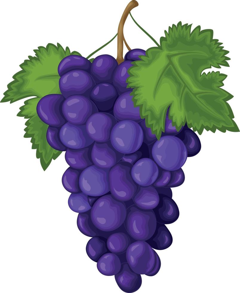 uva. las uvas maduras son azules. uvas frescas. ilustración de vector de uvas de vino aislado en un fondo blanco