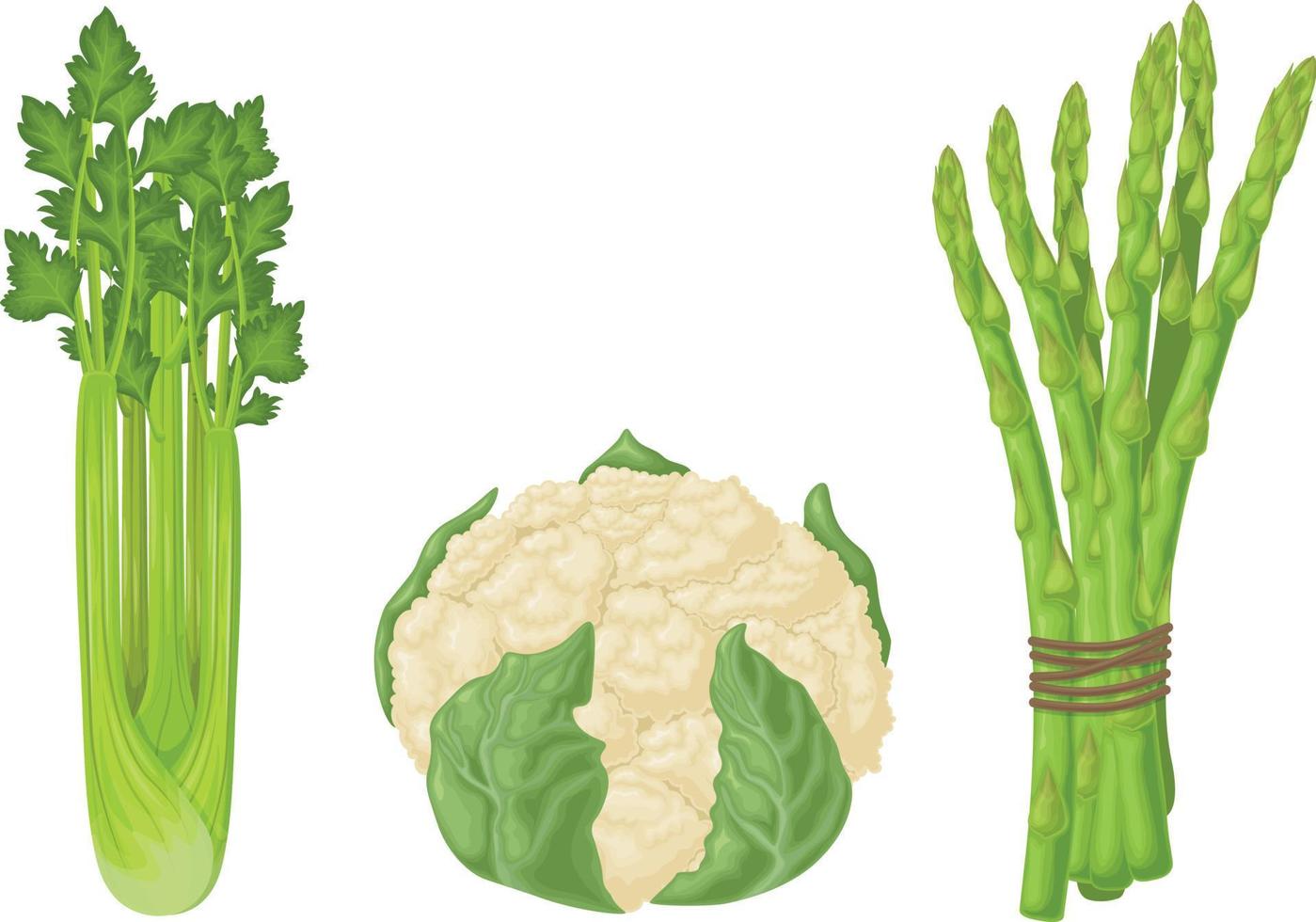 Cauliflower, asparagus and celery. An image of ripe vegetables such as asparagus, celery and cauliflower. Vegetarian organic food. Vector illustration isolated on a white background.