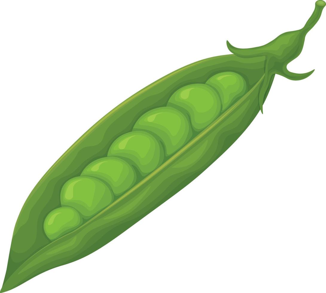 guisantes verdes. vegetal fresco. guisantes del jardín. una vaina madura de guisantes verdes. ilustración vectorial aislada en un fondo blanco. vector