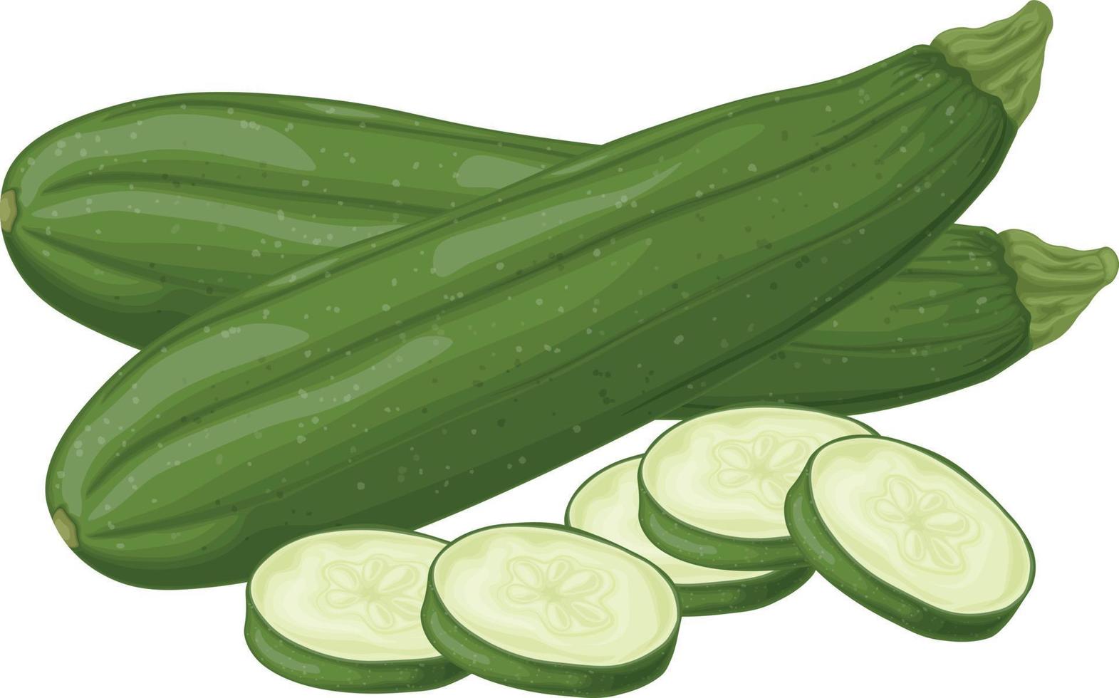 Zucchini. Image of sliced zucchini. Vegetarian vegetable from the garden. Farm vegetables. Vector illustration isolated on a white background