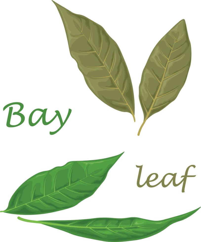 Bay leaf. Green laurel leaves. A fragrant medicinal plant for seasoning. Vector illustration isolated on a white background