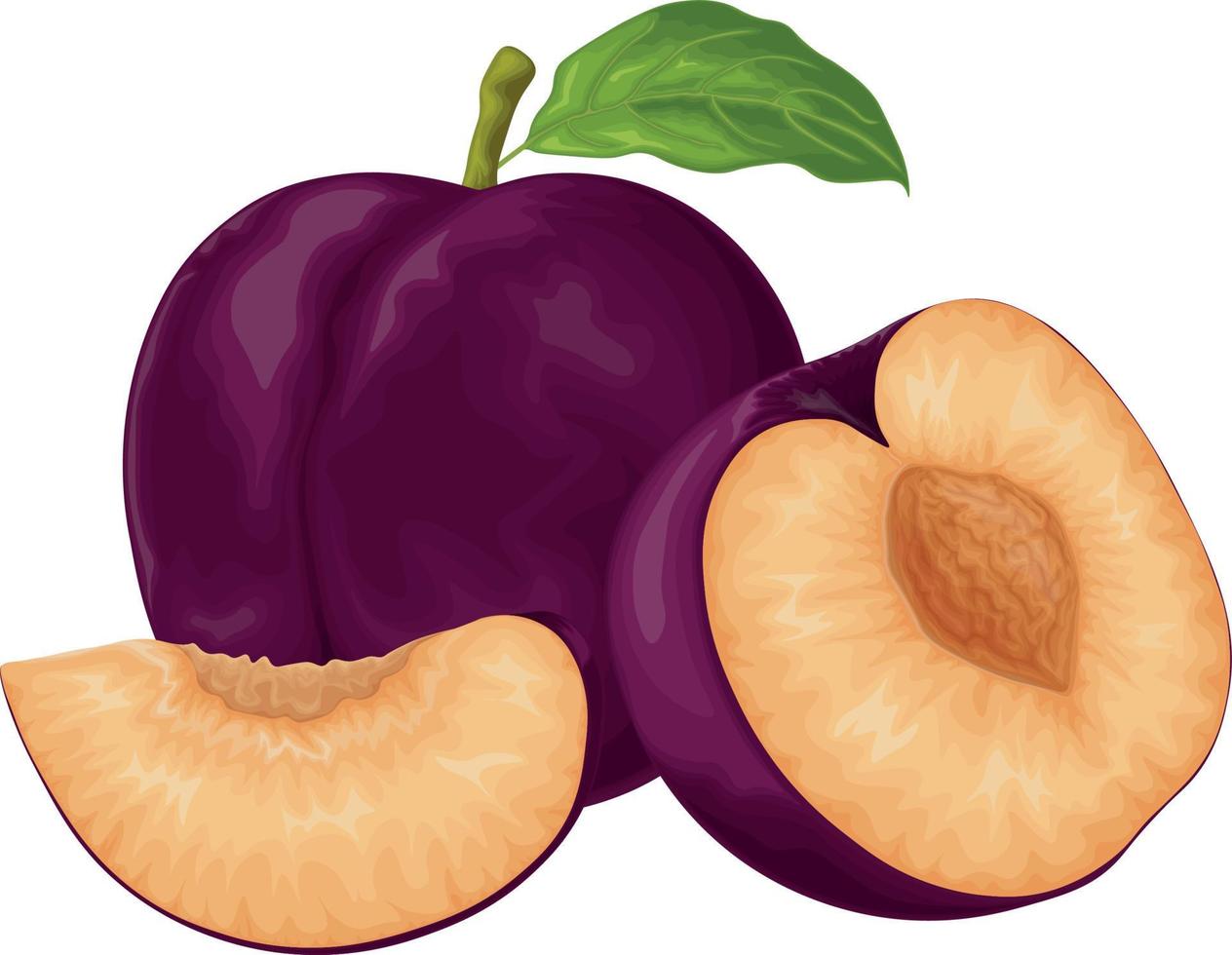 Plum. Ripe purple plum. Fresh sweet plum. Ripe juicy plum berry in the section. Vegetarian organic product. Vector illustration isolated on a white background