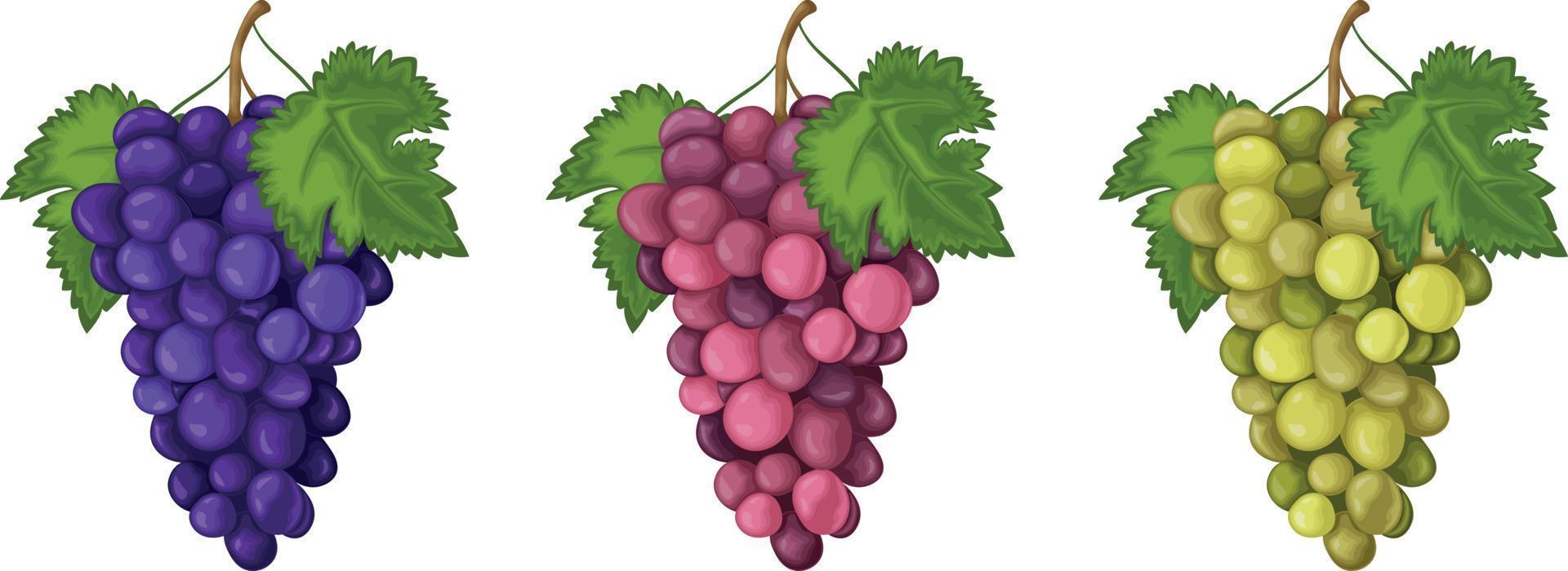 Grape. A set of grapes of three colors. Red blue and green grapes. Sweet ripe berries. Vegetarian organic product. Vector illustration