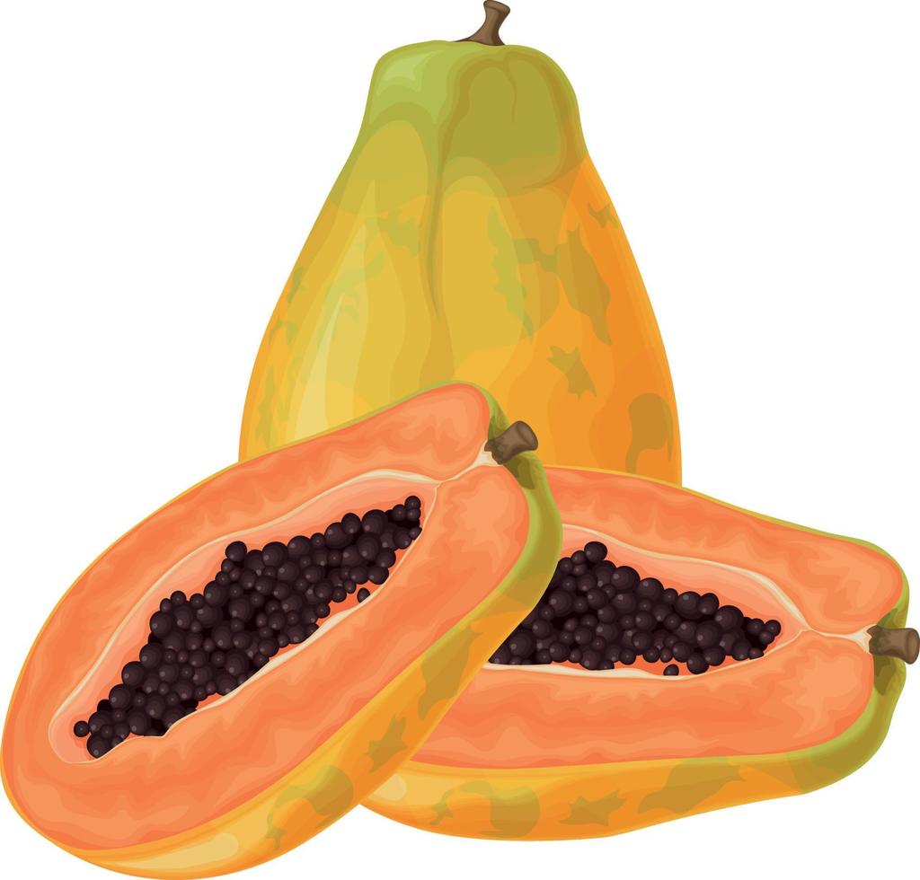 Papaya. Fresh, sweet papaya. Ripe fruit. Exotic fruits. Papaya in the cut. Vector illustration isolated on a white background