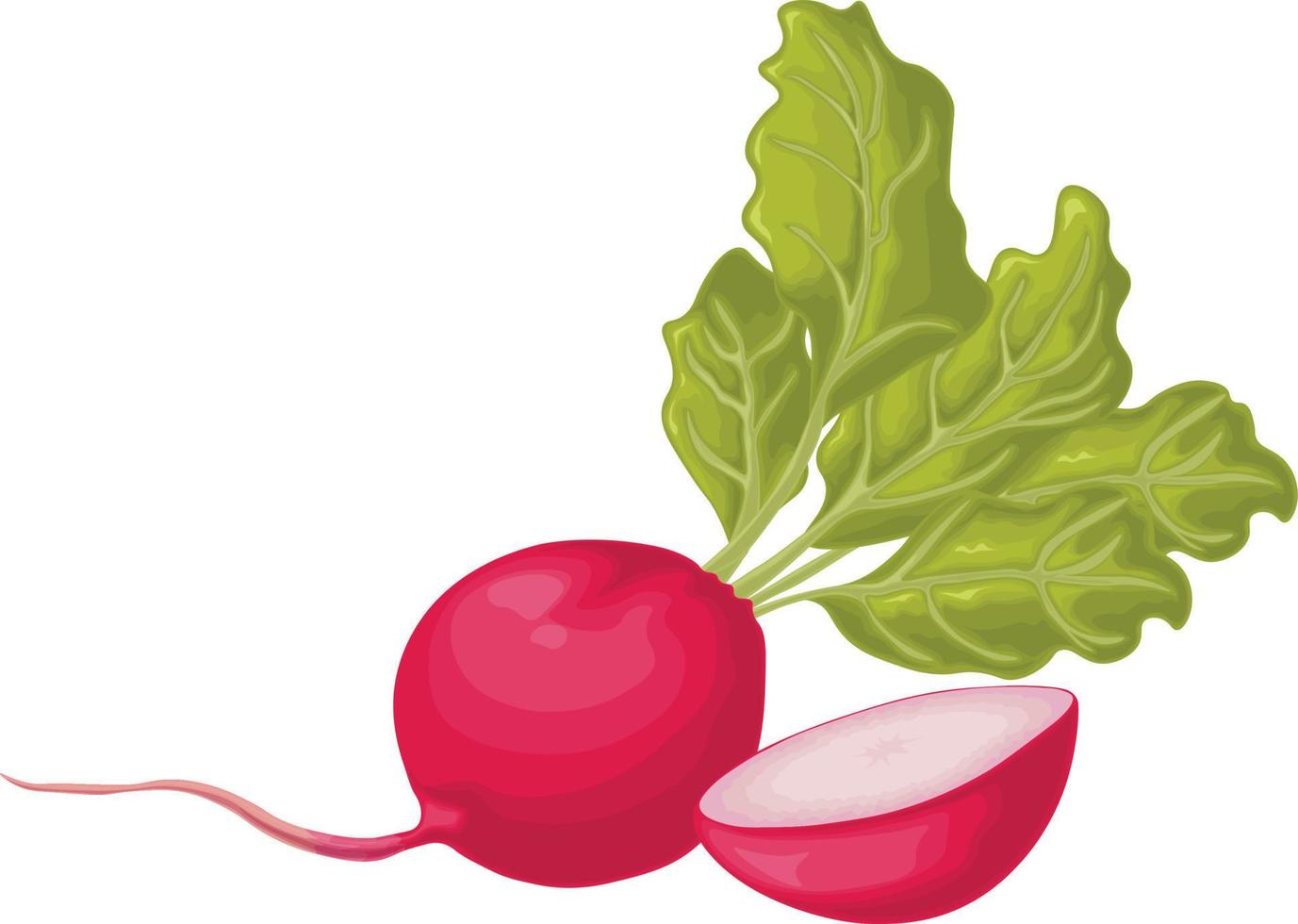 Radish. Image of a ripe radish with leaves. Fresh radish. Vitamin product of the vegetable garden. Organic vegetarian product. Vector illustration isolated on a white background