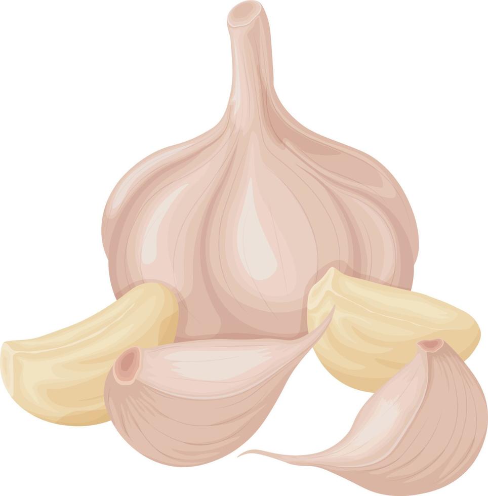 ajo. imagen de cabezas de ajo. producto vitamínico para sazonar, para cocinar. ilustración vectorial aislada en un fondo blanco vector