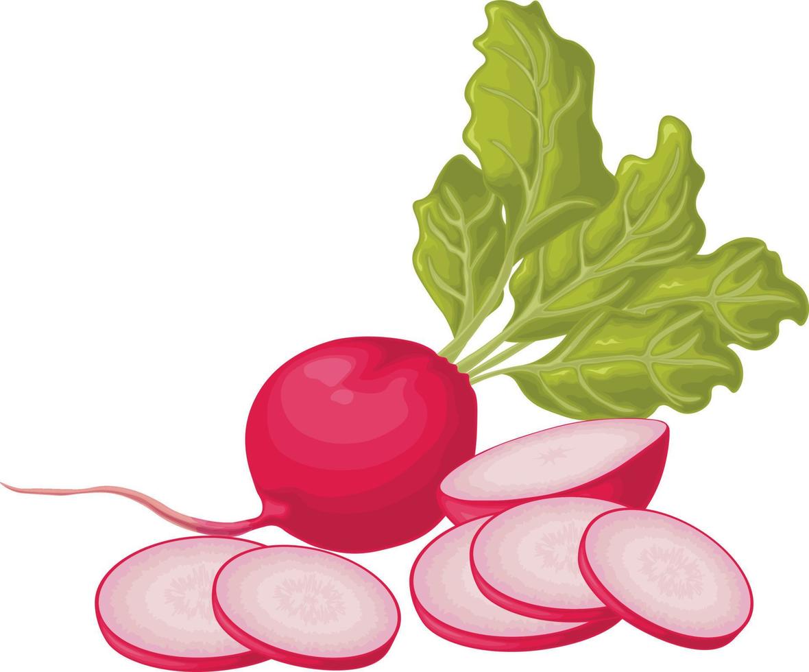 Radish. Image of a ripe radish with leaves. Fresh radish. Vitamin product of the vegetable garden. Organic vegetarian product. Vector illustration isolated on a white background