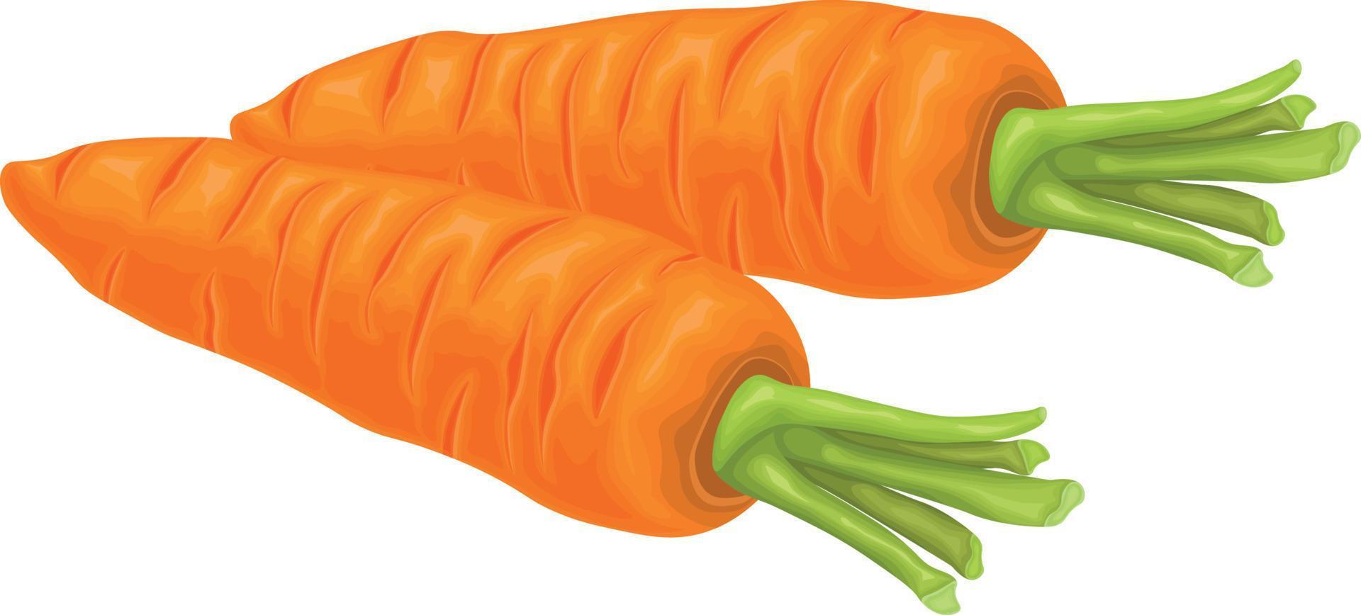 Carrot. Image of a ripe carrot. Vitamin vegetable. Organic food. Orange carrots. Vector illustration isolated on a white background