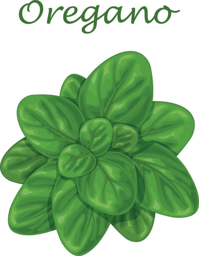 Oregano. Green oregano leaves. A fragrant herb for seasoning. Vector illustration isolated on a white background