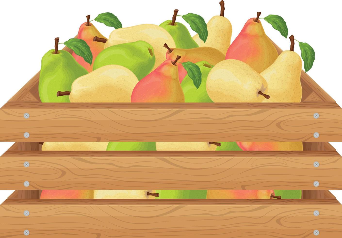 peras. caja de madera con peras. frutas de pera maduras en una caja. frutas frescas del jardín. peras jugosas en una caja de madera. ilustración vectorial aislada en un fondo blanco vector