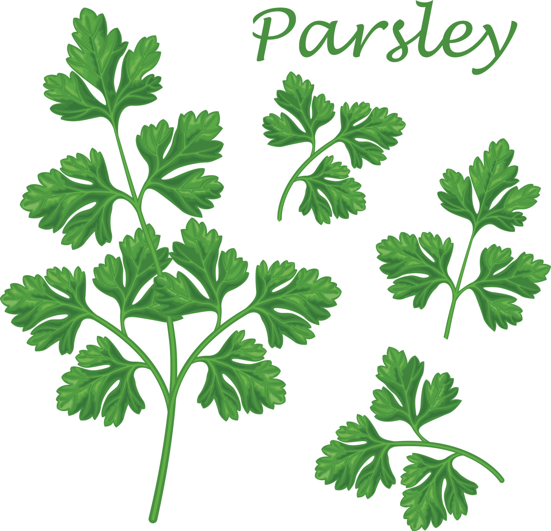 Parsley. Image of parsley sprigs. A spicy plant. A plant for spices