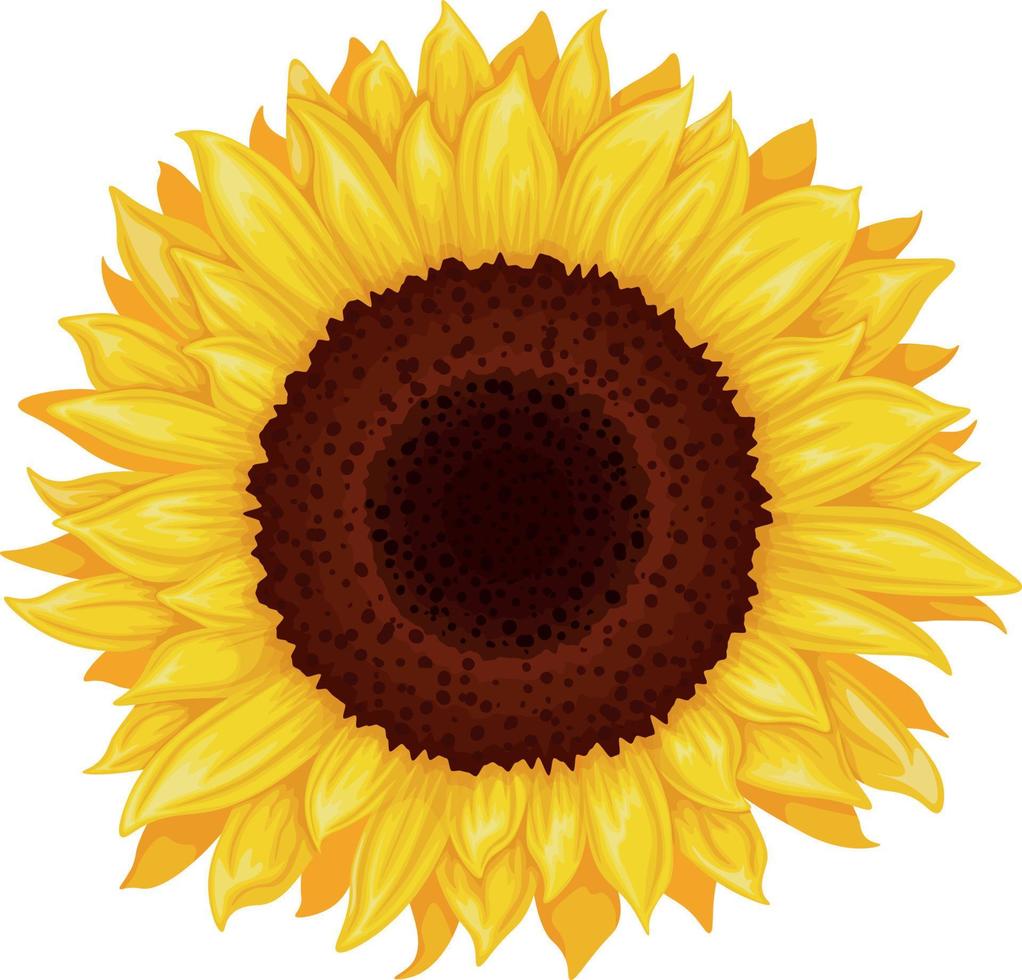 girasol. imagen de una flor de girasol. girasol amarillo. flor soleada de color amarillo brillante. ilustración vectorial aislada en un fondo blanco vector