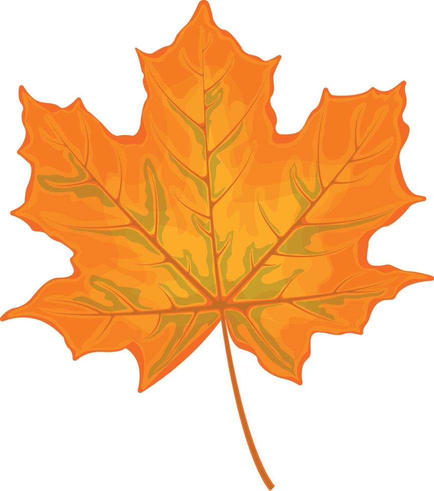 Maple leaf. Yellow maple leaf. A dry autumn leaf of a maple tree. Vector illustration isolated on a white background