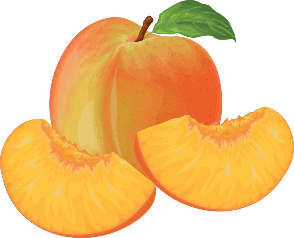 Peach. Image of a peach. Ripe juicy peach with a stone. Peach in the cut. Ripe fruit. Vegetarian vitamin product. Vector illustration