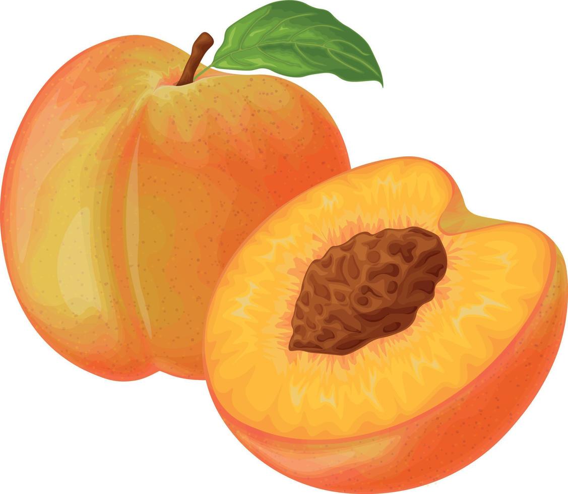 Peach. Image of a peach. Ripe juicy peach with a stone. Peach in the cut. Ripe fruit. Vegetarian vitamin product. Vector illustration