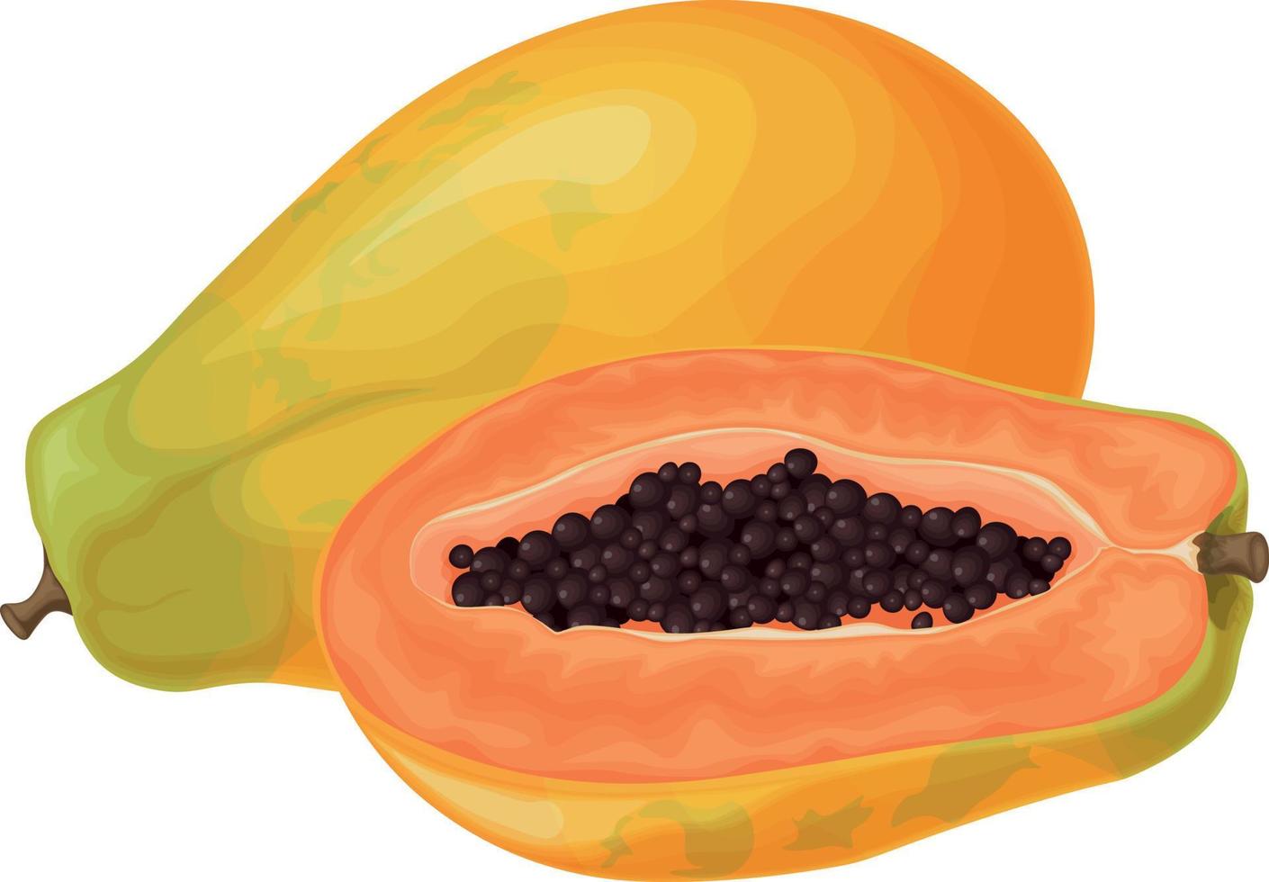 Papaya. Fresh, sweet papaya. Ripe fruit. Exotic fruits. Papaya in the cut. Vector illustration isolated on a white background