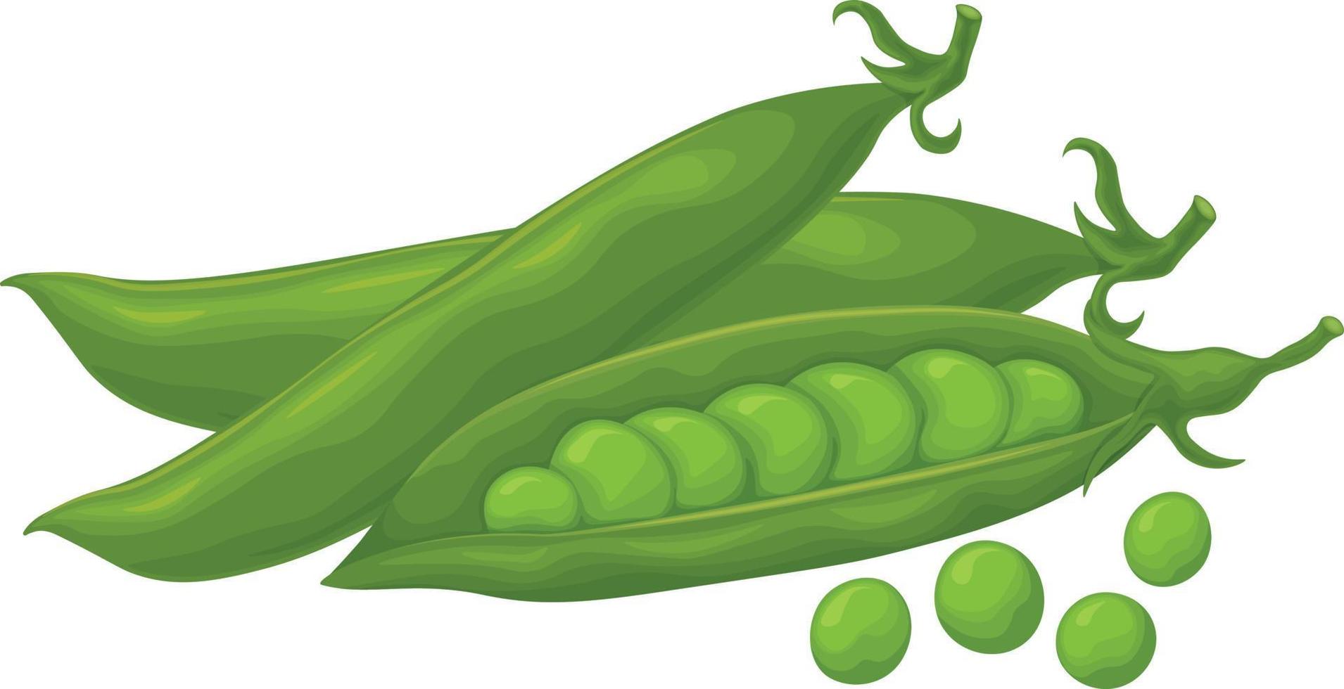 Green peas. Fresh vegetable. Peas from the garden. A ripe pod of green peas. Vector illustration isolated on a white background
