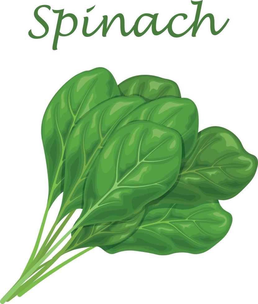 Spinach. Image of green spinach leaves, for salad and cooking. Vector illustration isolated on a white background