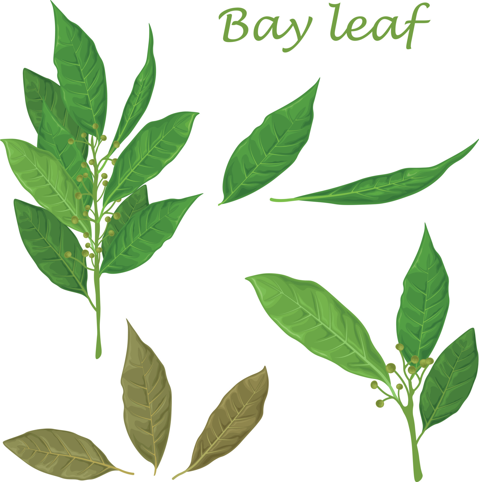 Bay leaf Green laurel leaves A fragrant medicinal plant for seasoning Bay leaf Green laurel leaves A fragrant medicinal plant for seasoning