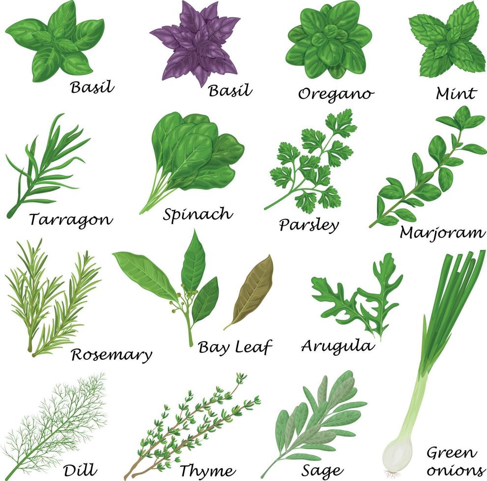 Spicy herbs. A large set of herbs for seasoning. Basil, oregano, mint and spinach and also parsley, marjoram, rosemary and bay leaf. Collection of spicy herbs. Vector illustration