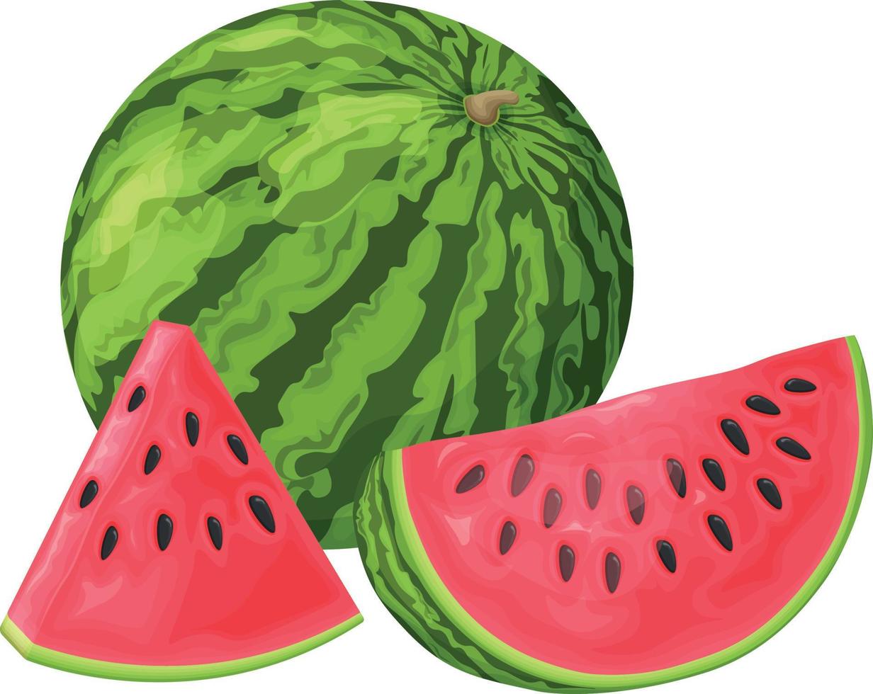 Watermelon. Image of a ripe watermelon. Cut pieces of ripe red watermelon. Vector illustration isolated on a white background