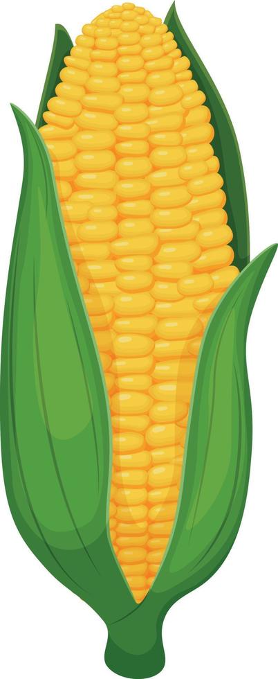 Corn. An ear of ripe yellow corn wrapped in green leaves. Vector illustration isolated on a white background