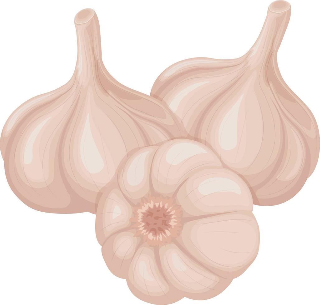 Garlic. Image of garlic heads. Vitamin product for seasoning, for cooking. Vector illustration isolated on a white background
