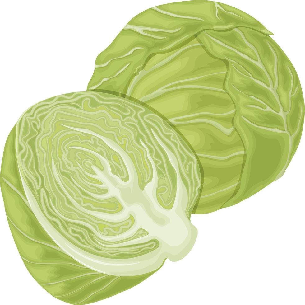 Cabbage. Image of cabbage heads. Cabbage in the section. Vegetarian product. Ripe cabbage. Vegetables from the garden. Organic food. Vector illustration isolated on a white background