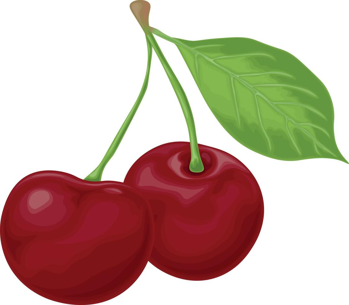 Cherry. An image of a ripe red cherry. Red cherry berries with a green leaf. Garden berries. Vector illustration isolated on a white background