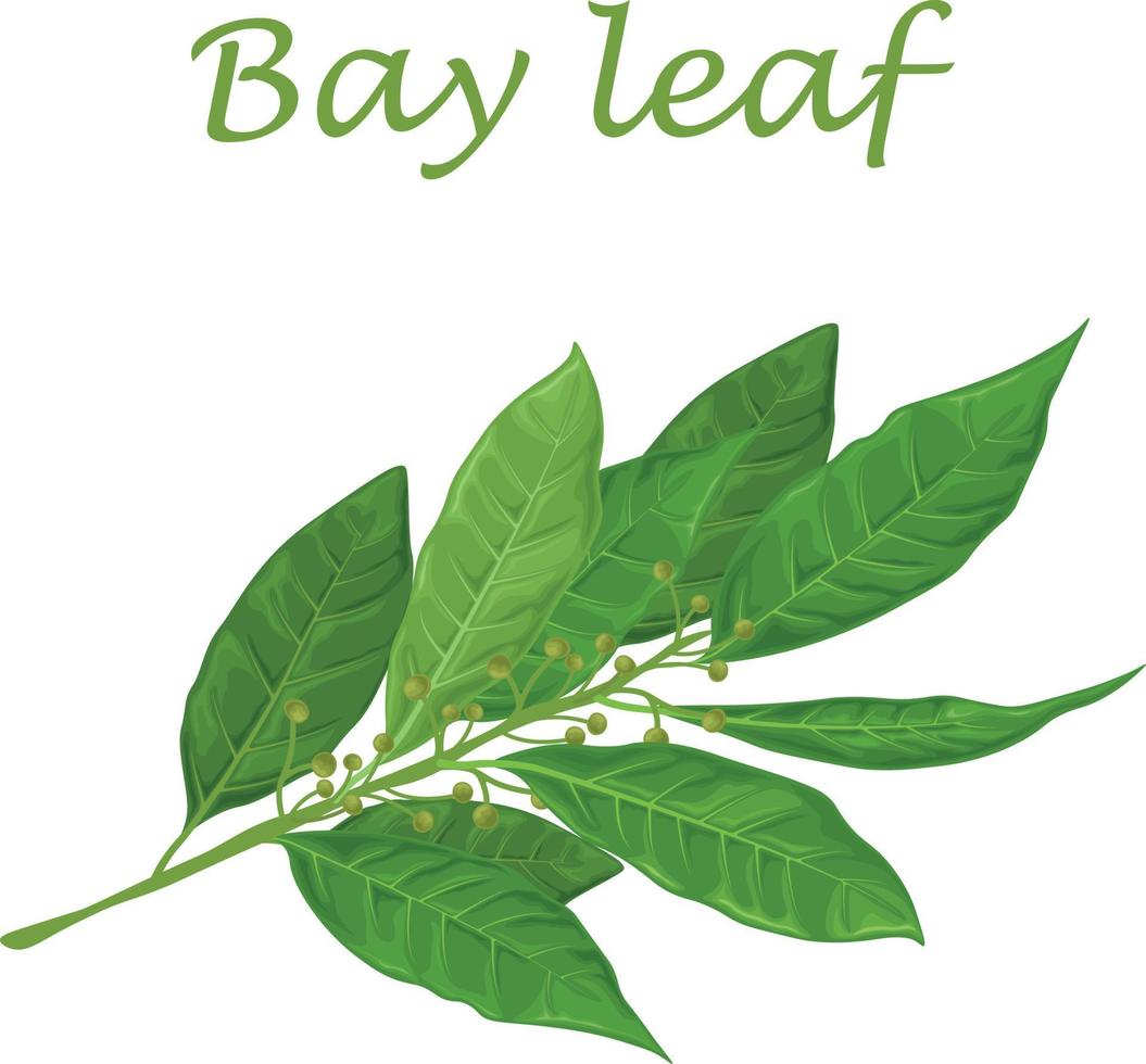 Bay leaf Green laurel leaves A fragrant medicinal plant for seasoning Bay leaf Green laurel leaves A fragrant medicinal plant for seasoning